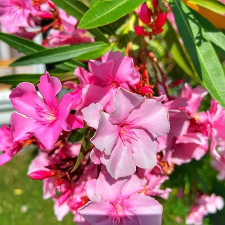 каравани дрийм арапя Tsarevo