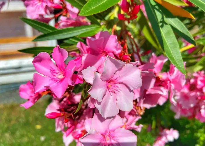 каравани дрийм арапя Царёво